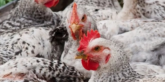 Poultry Farming in Ghana: Business Plan and Revenues