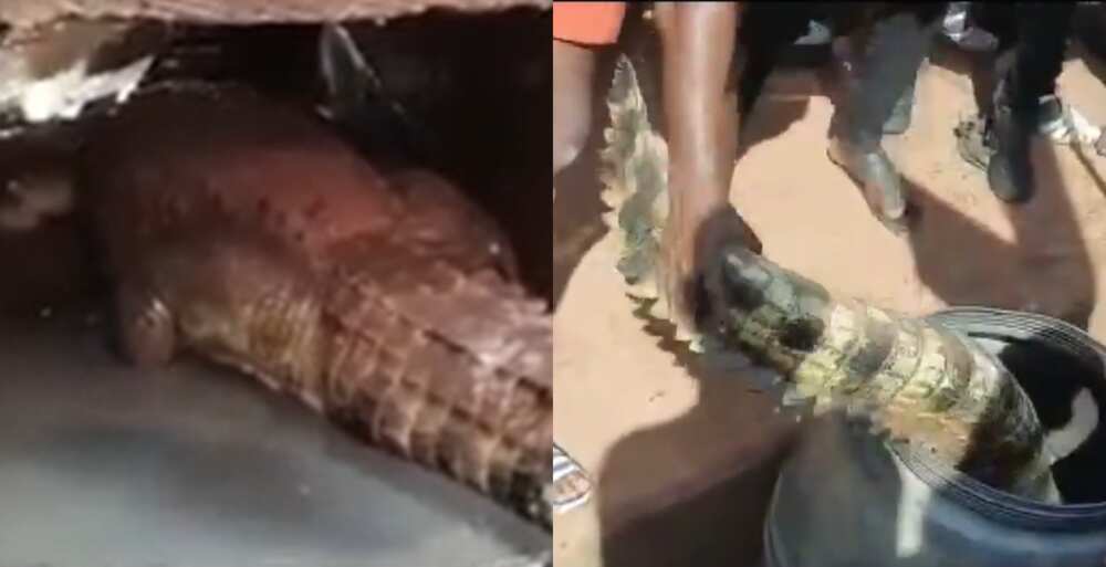 Live Crocodile Spotted on the Street in Techiman; Brave men Catch it in Video