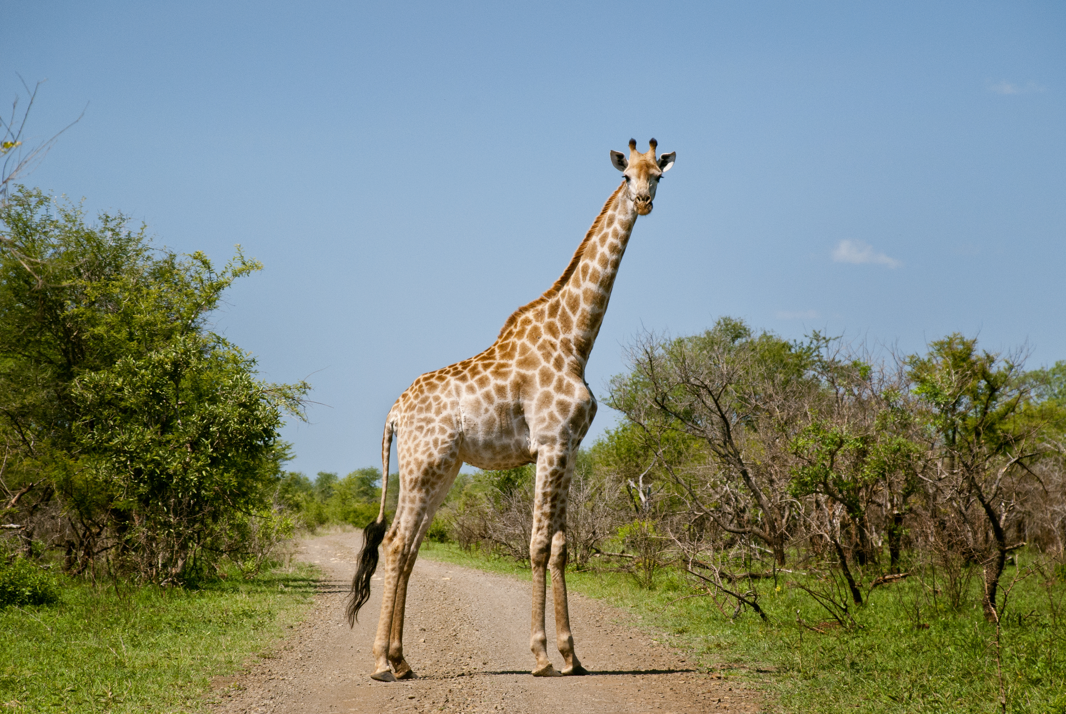 Giraffe in the middle of the road in Kruger National Park, South Africa