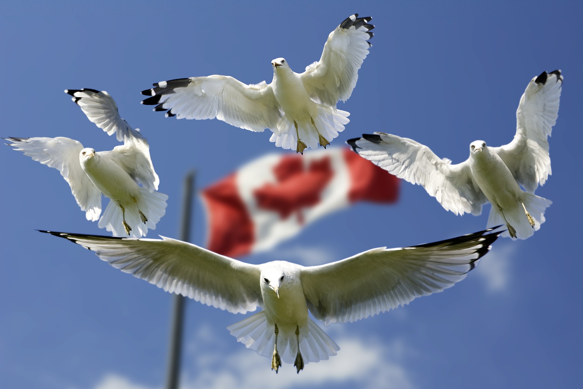 gulls on flag