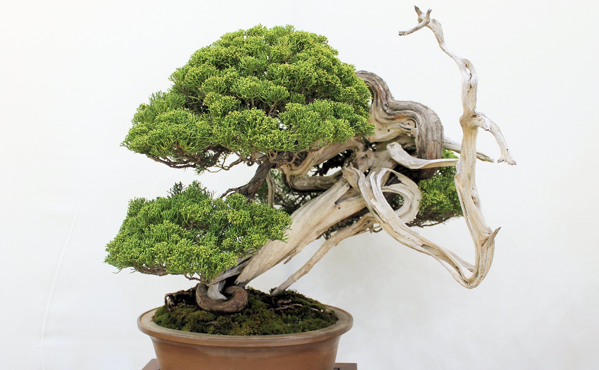 How long can a bonsai tree survive?