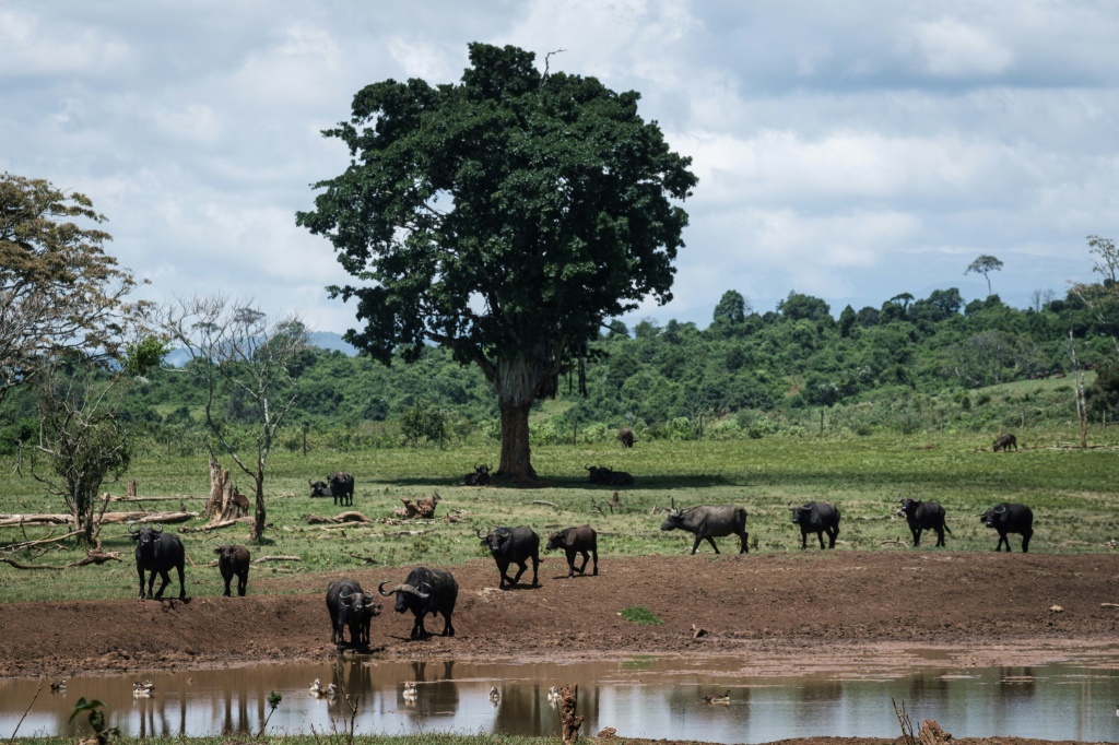 Buffalos roam near the original location of the former treehouse where Queen Elizabeth stayed in Kenya