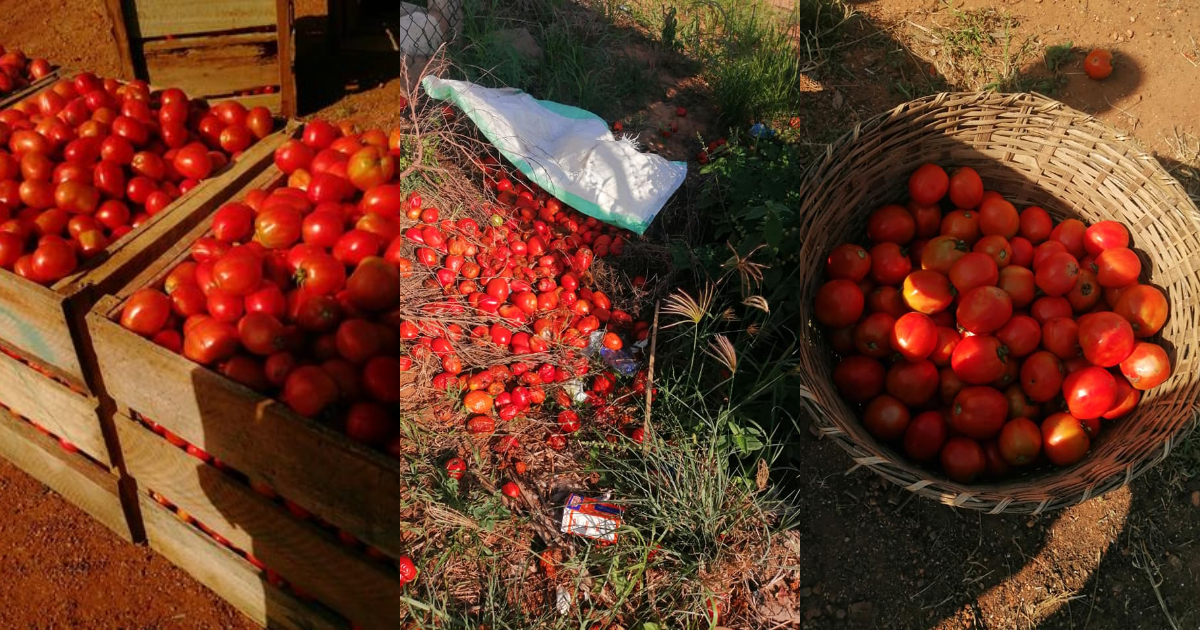Tomatoes left to rot in Woe and Anloga