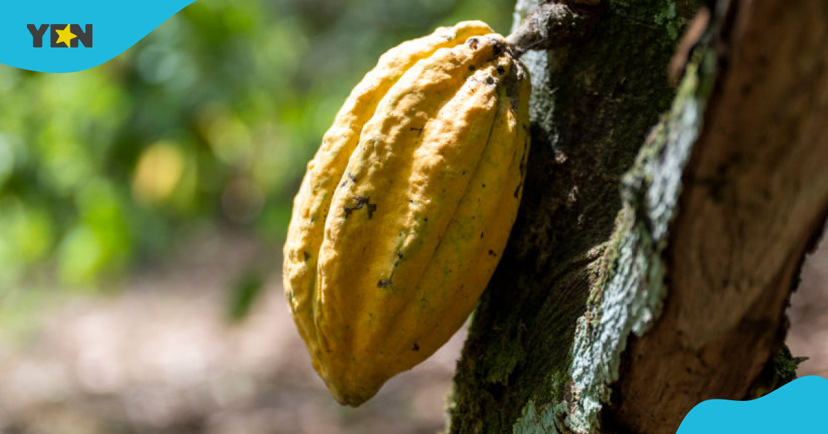Ghana borrows up to $200m from cocoa traders as it pushes for syndicated loan
