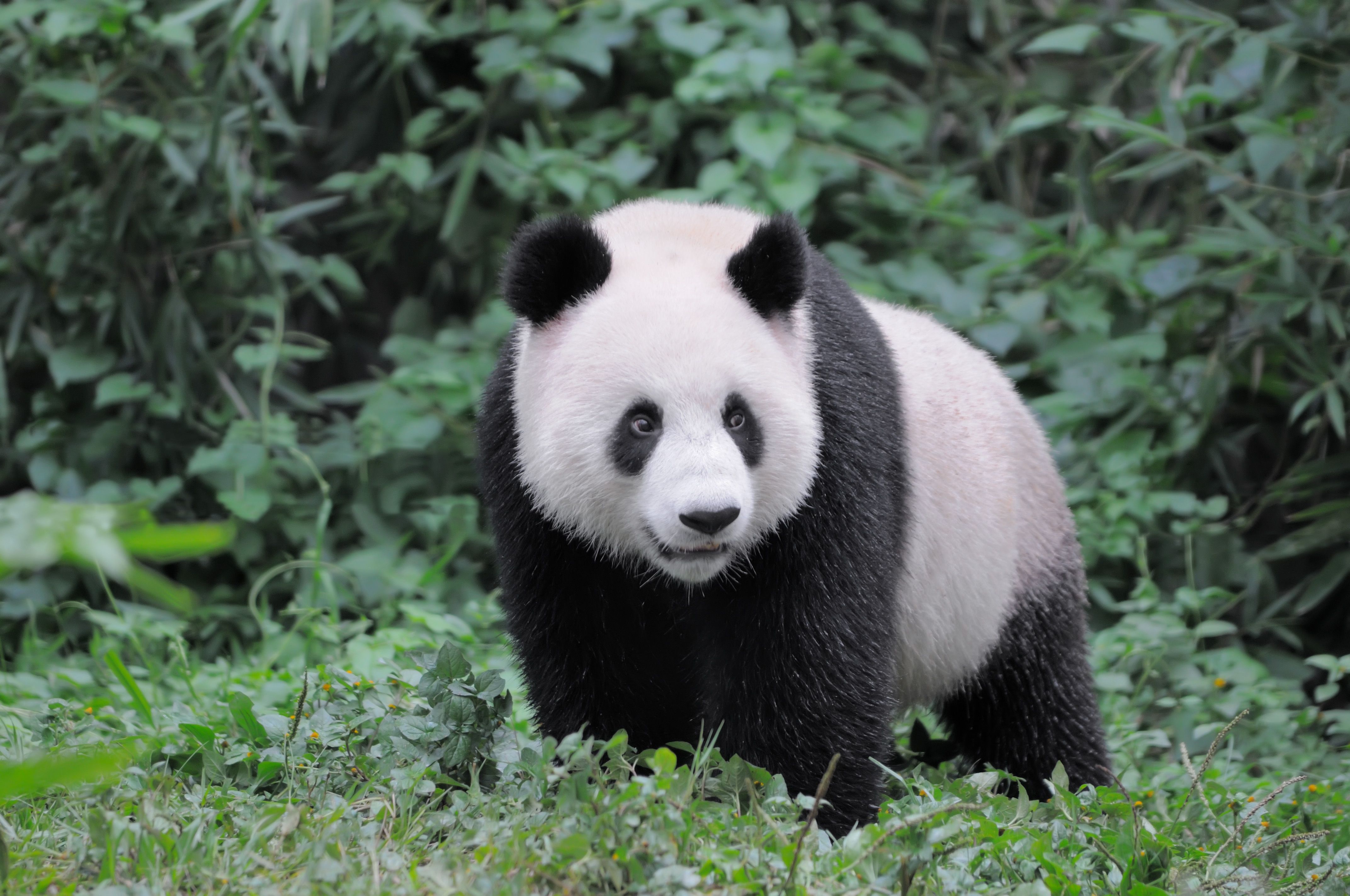 A giant panda stares on one side
