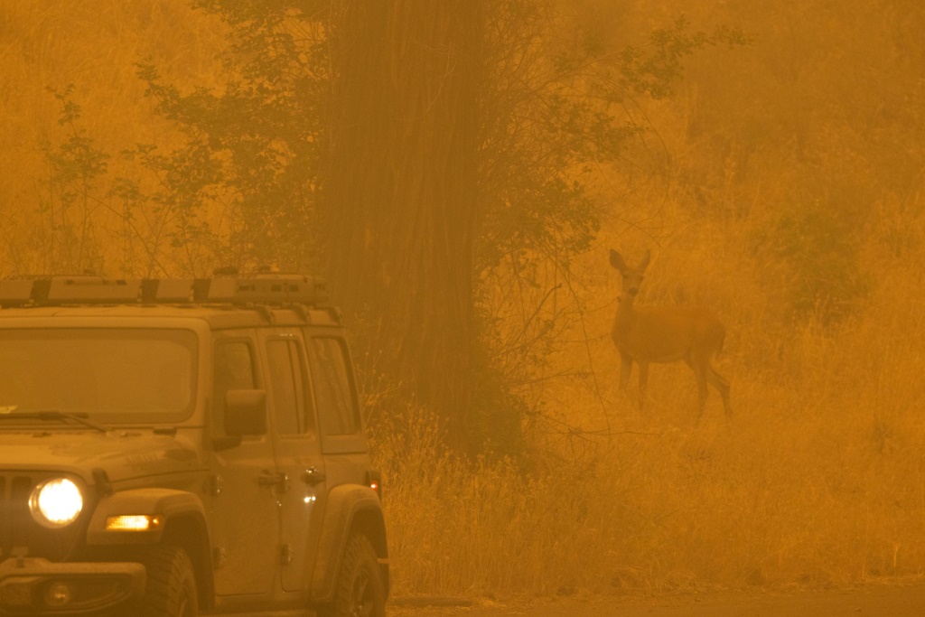 A deer caught in smoke in the community of Klamath River