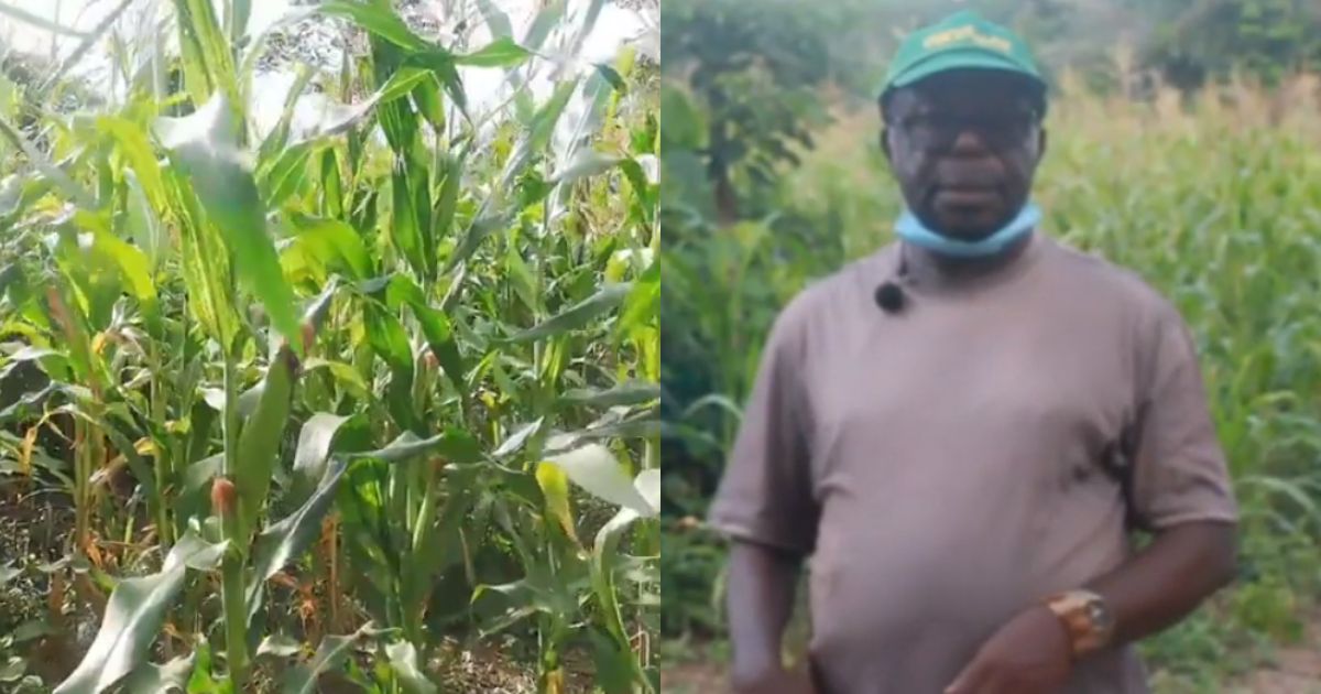 Dr Ankoma-Amoa is a Ghanaian maize farmer