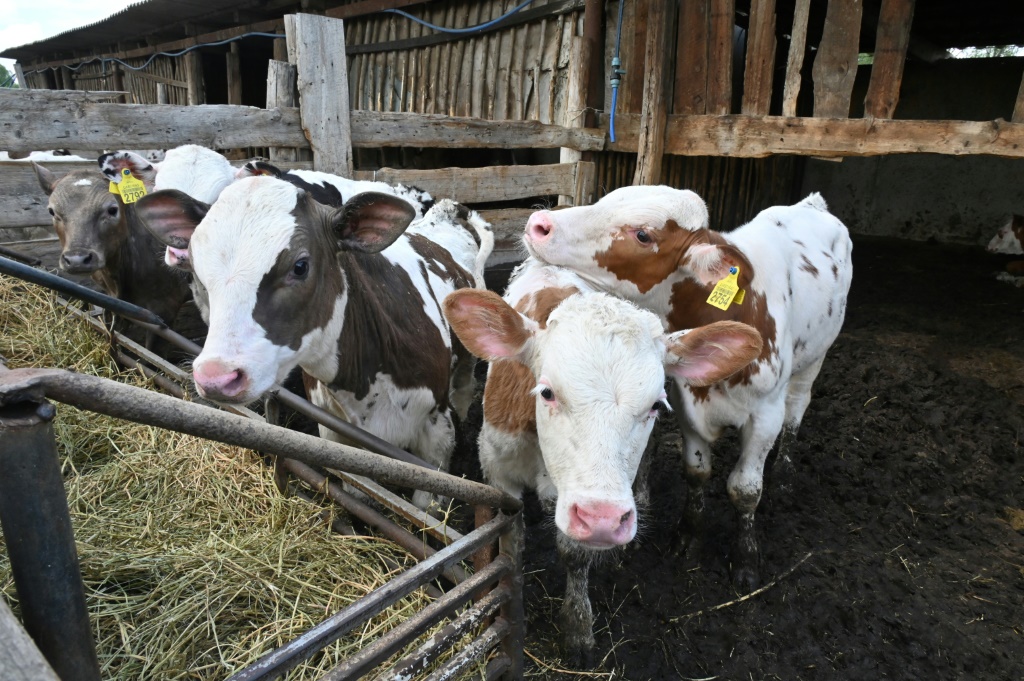 Bombardments killed around a third of the animals at the farm south of Ukraine's second city Kharkiv