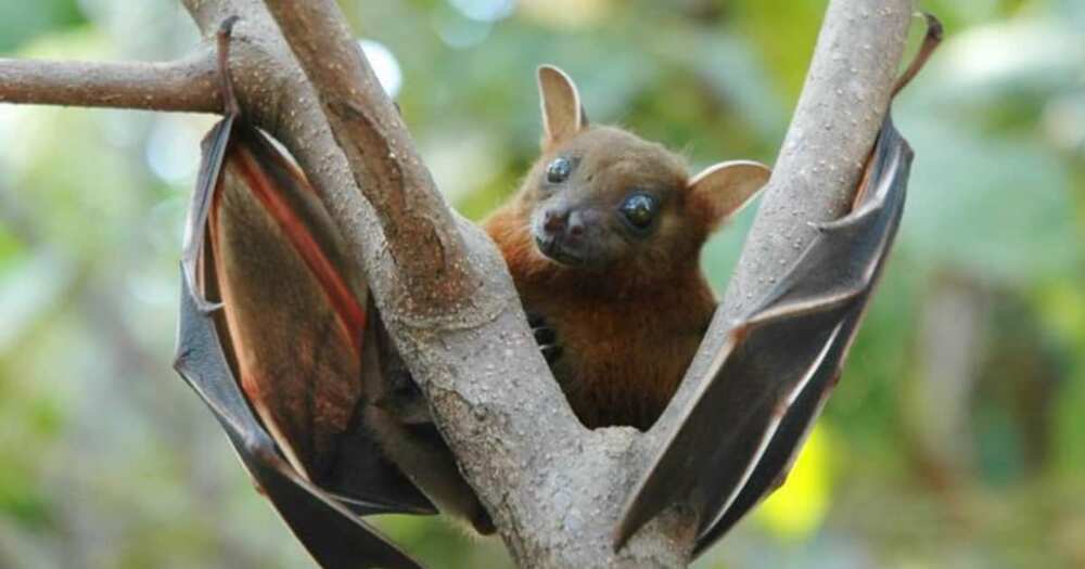 A bat can transmit Nipah Virus. Photo: Indian Express.