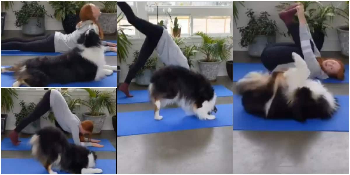 Cute dog 'scatters' the internet with laughter as adorable video of its yoga session goes viral