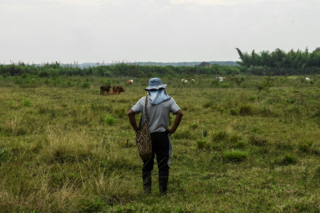 A man looks at the cattle at an occupied property in Corinto, department of Cauca, Colombia