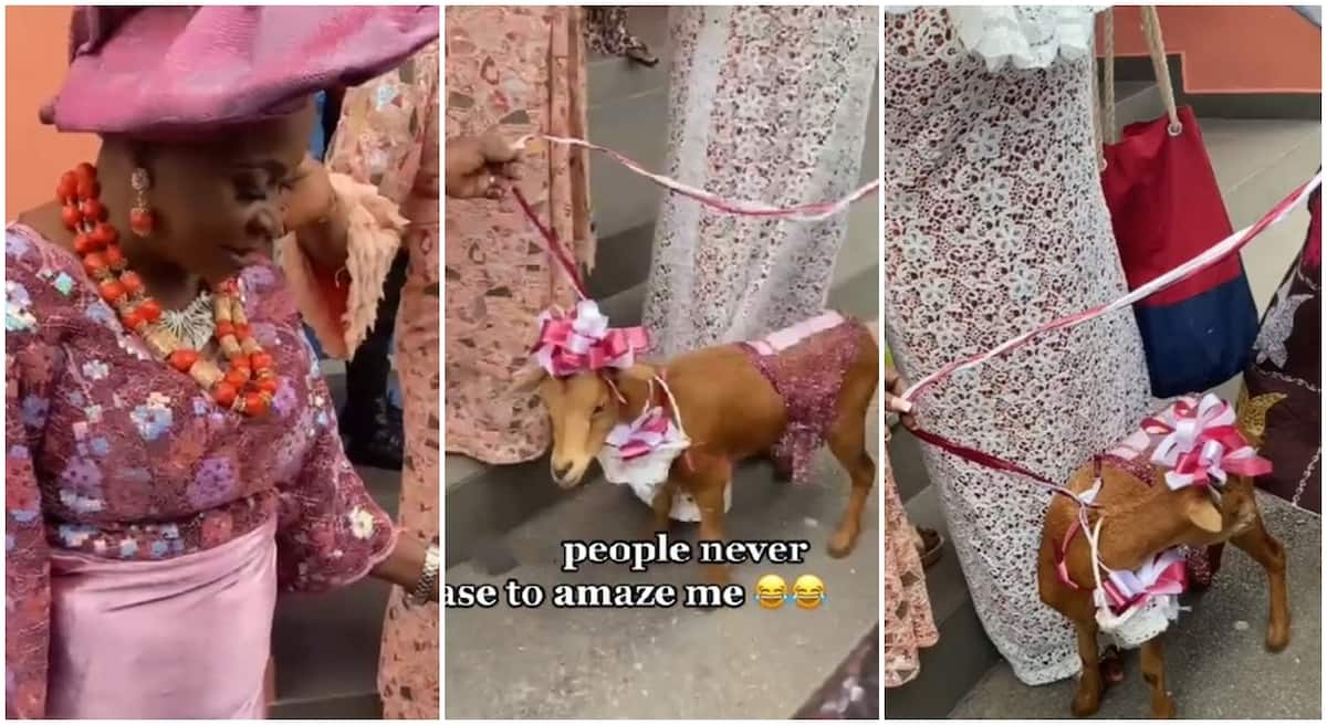 Photos of a Nigerian woman who took goat to a wedding reception.