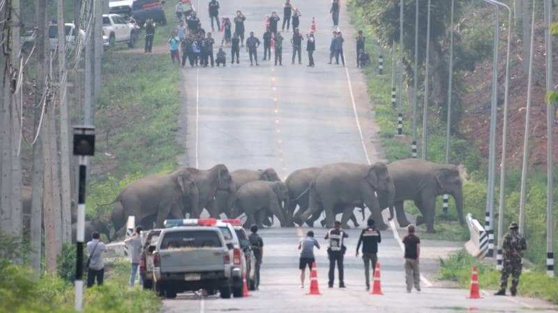 Lockdown: Herd of Elephants filmed calmly crossing the road in Thailand