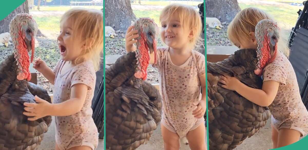 Baby playing with turkey.