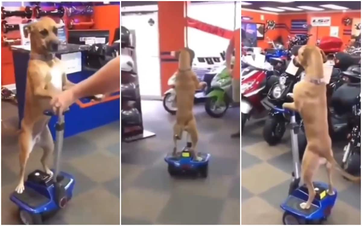 A funny dog was seen in video riding around with a machine