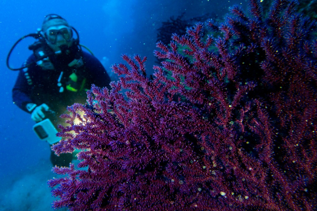 Gorgonian coral forests are seen as biodiversity hotspots