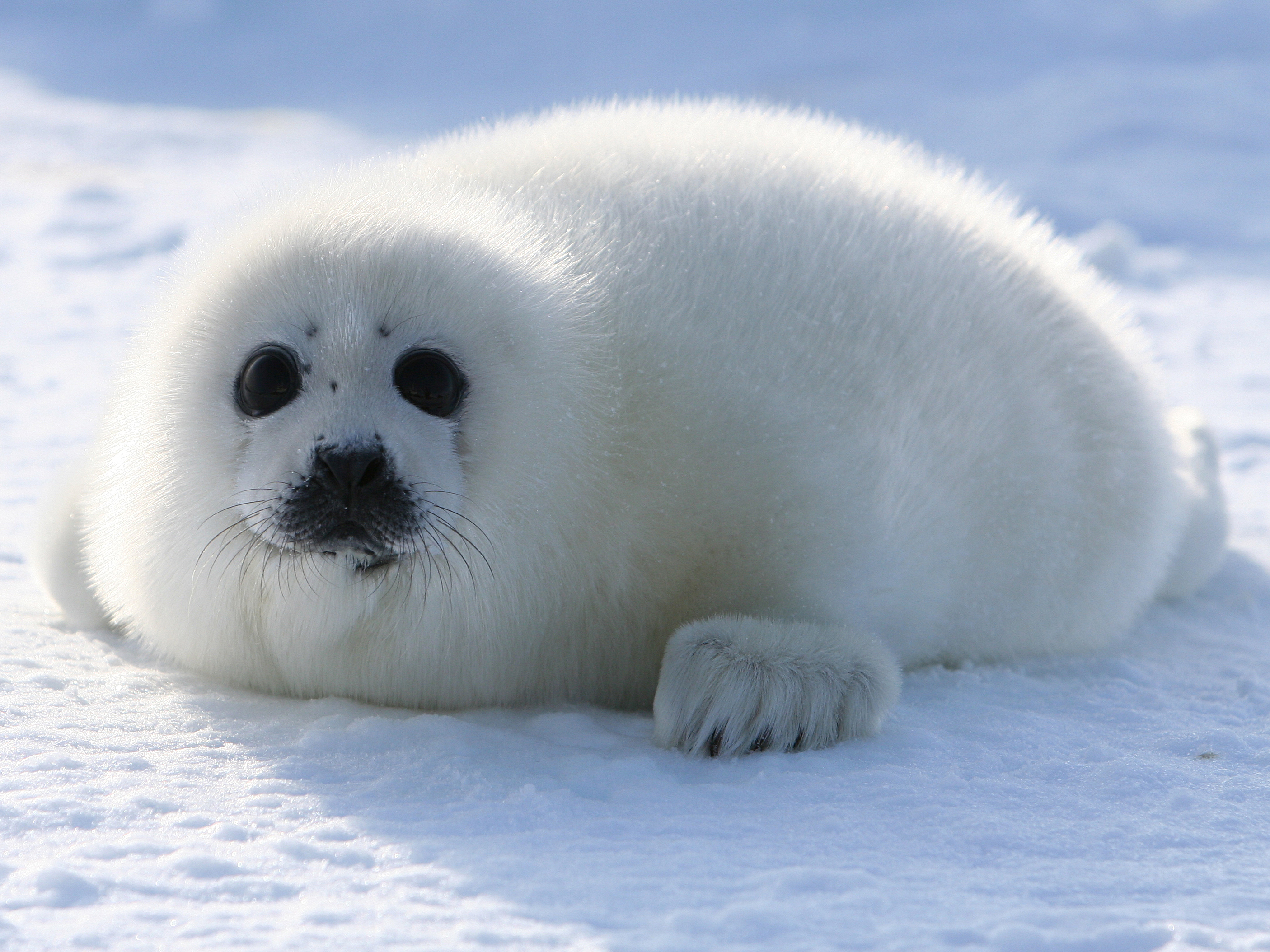 Harp Seal is in the West Ice