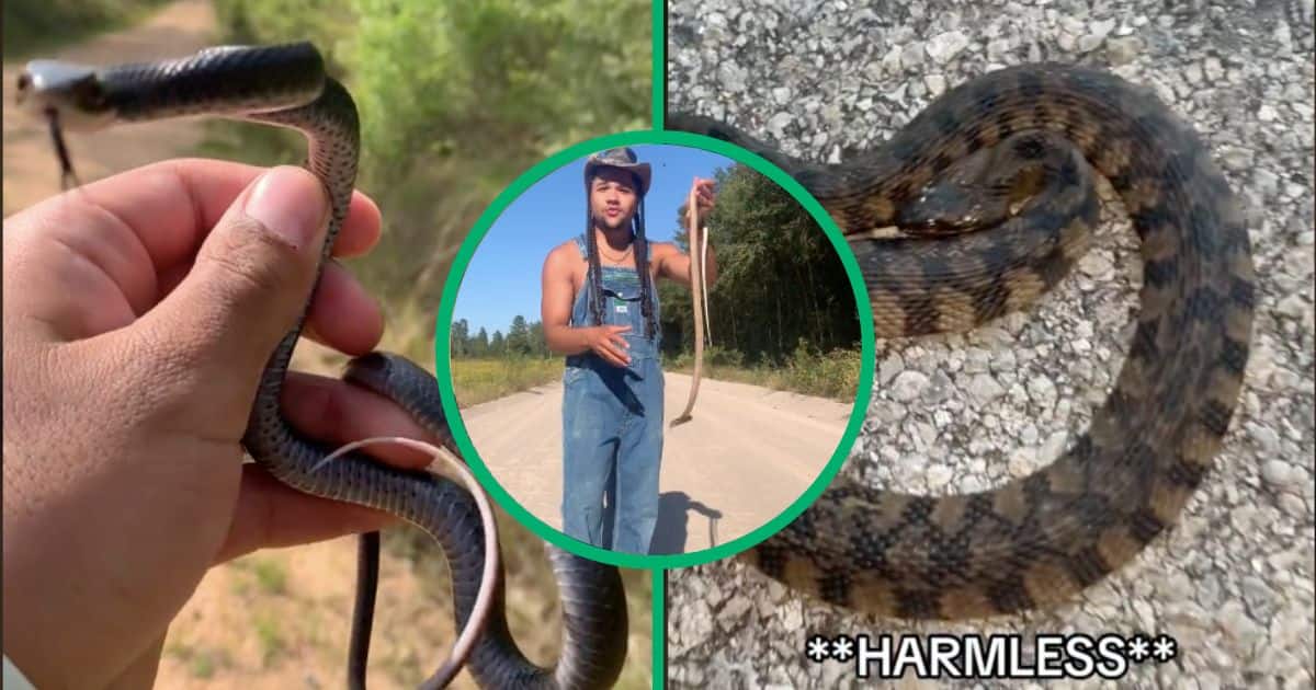 A man encountered different snakes and touched the non-venomous ones