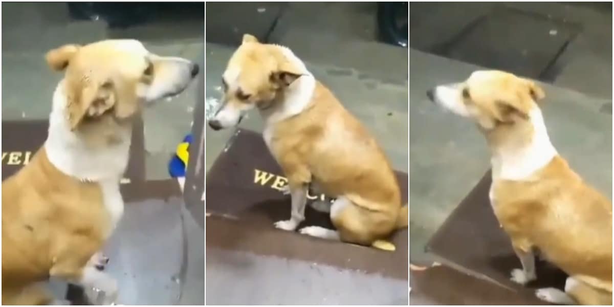 Shopkeeper shows kindness as he gives shelter to stray dog amid heavy rain
