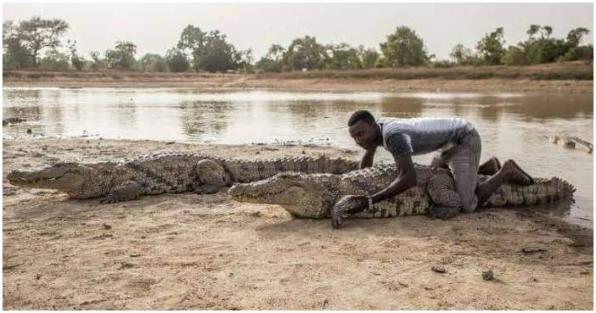 A man tries to position himself well on the crocodile