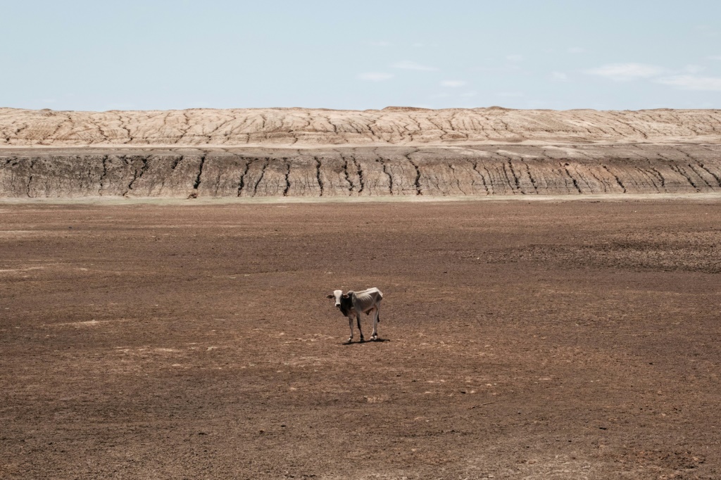 Drought: An emaciated cow stands at the bottom of a dried-up water pan in Iresteno, a Kenyan town bordering Ethiopia