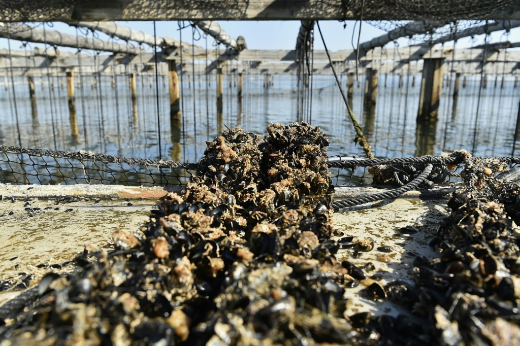 The heat has wiped out an estimated 150,000 kilograms of commercial mussels and 1,000 tonnes of young stock