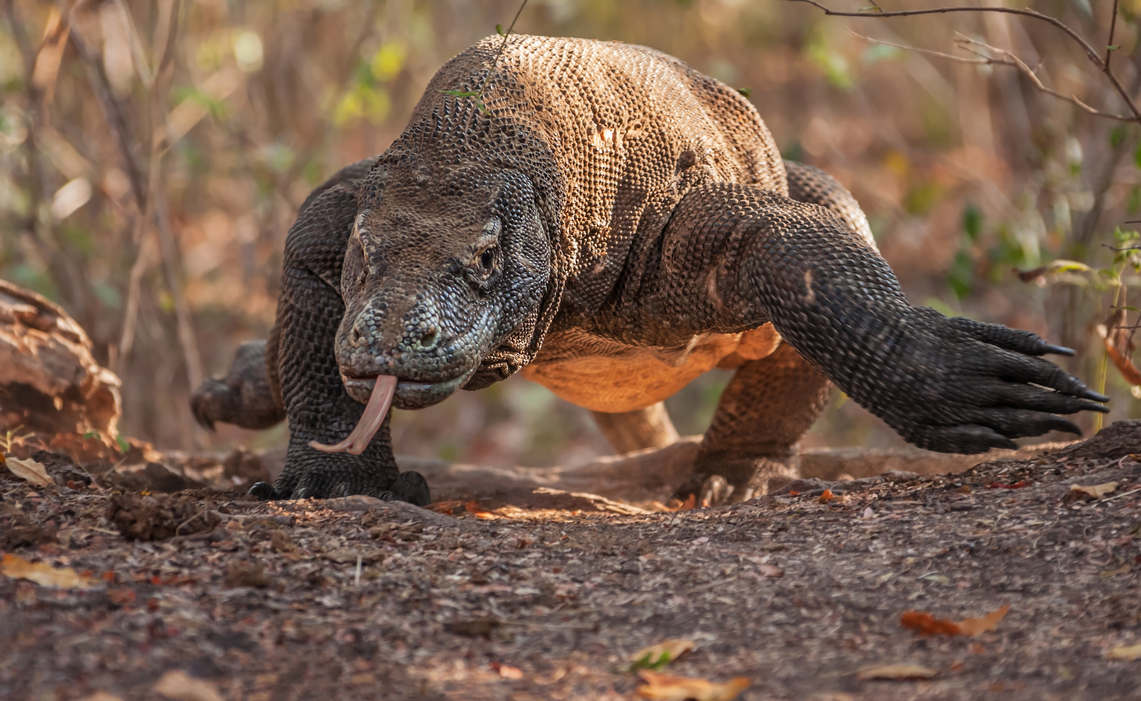 The huge Komodo Dragon quickly comes nearer to Rinca Island, Indonesia