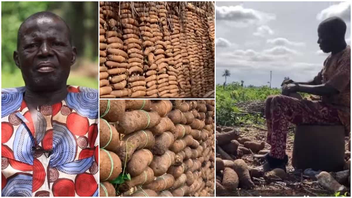 Man shows off his large barn of yams, speaks about it in viral video
