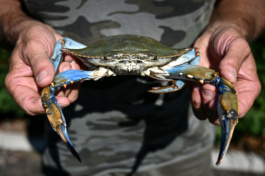 Italy's government is providing economic incentives to those catching and disposing of the blue crabs invading the northeastern coast