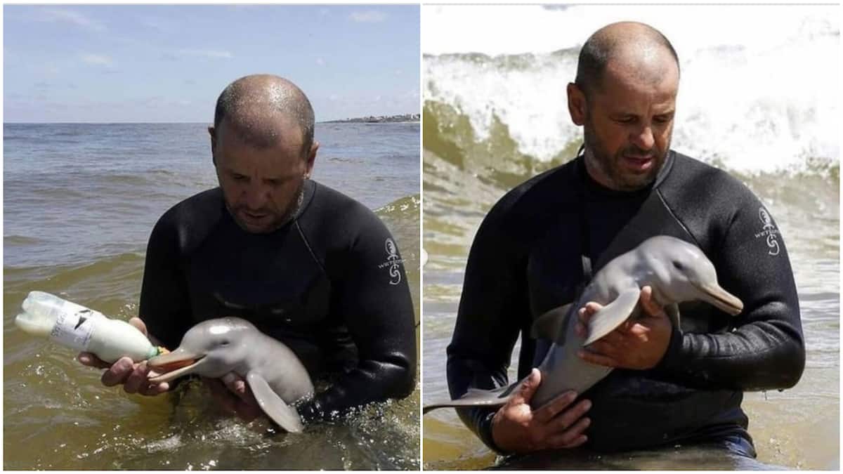 Man enters inside ocean, feeds big fish with feeder like it's human baby photos go viral