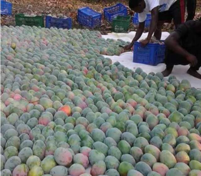 Meet 23-year-old successful mango farmer