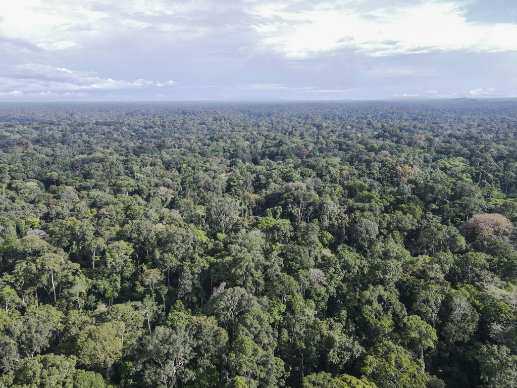 Camp Ma'an reserve in southern Cameroon is home to endangered gorillas and elephants