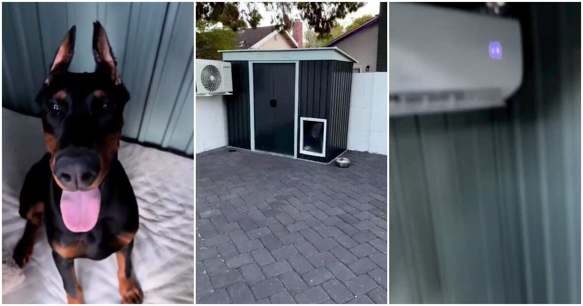 Video shows interior of dog's house with AC, Nigerians drag the pet's owner
