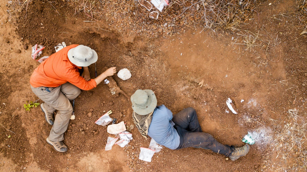 Dinosaurs' remains from the same era had previously been found only in South America and India