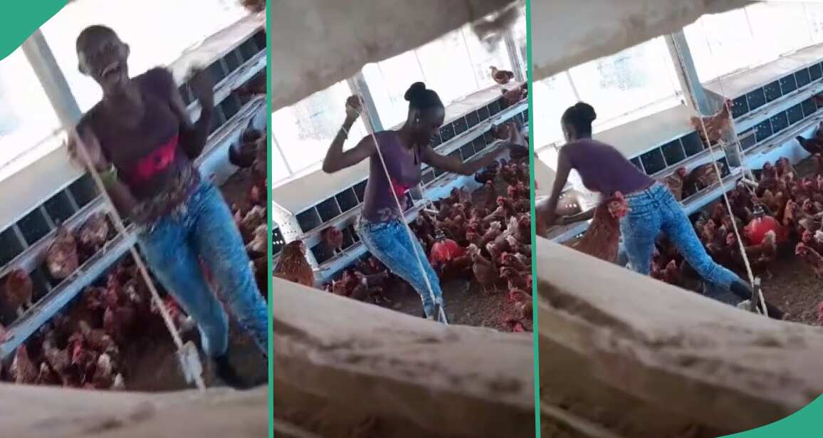 Lady caught performing for chickens in poultry