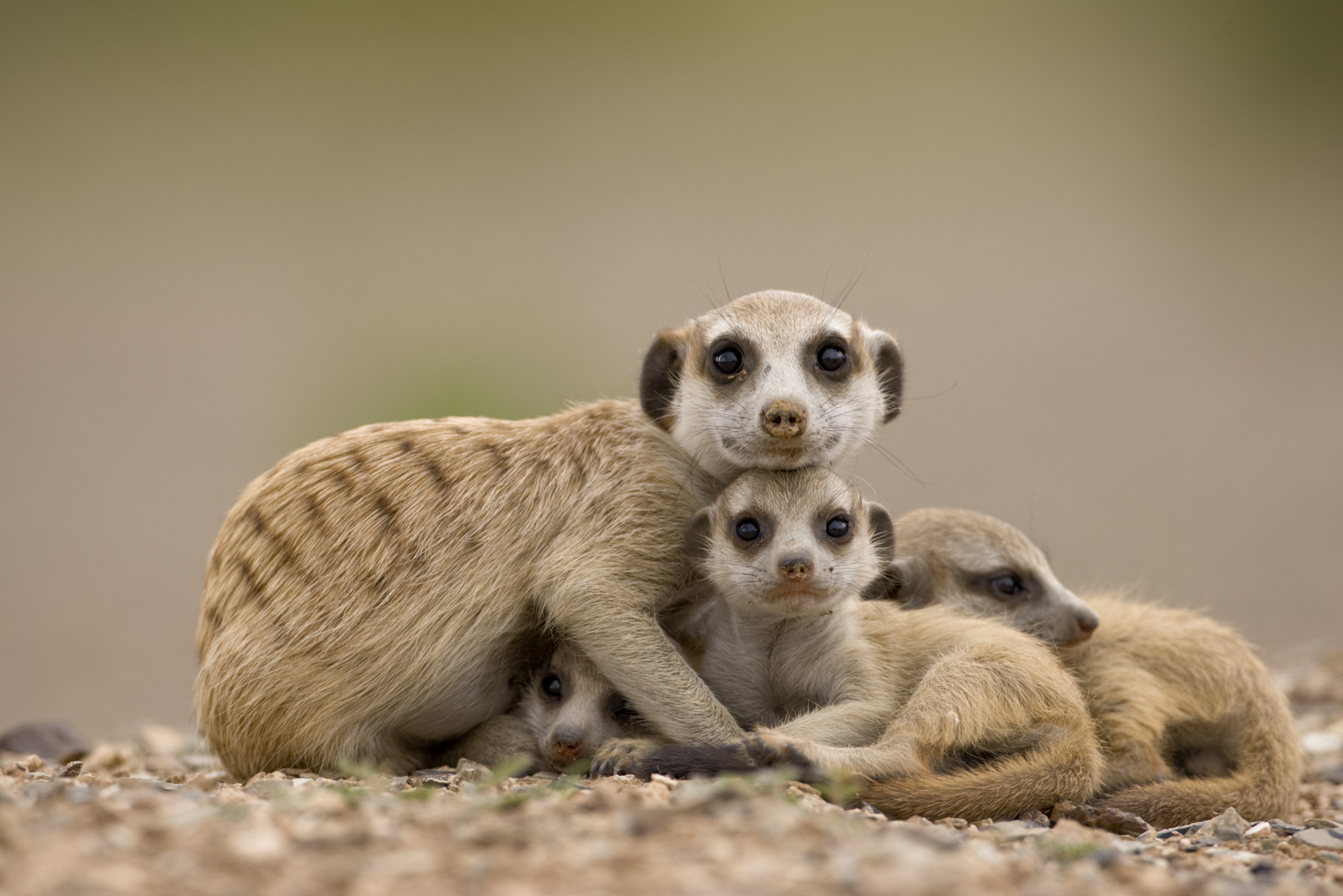 Meerkat with pups in Namibia
