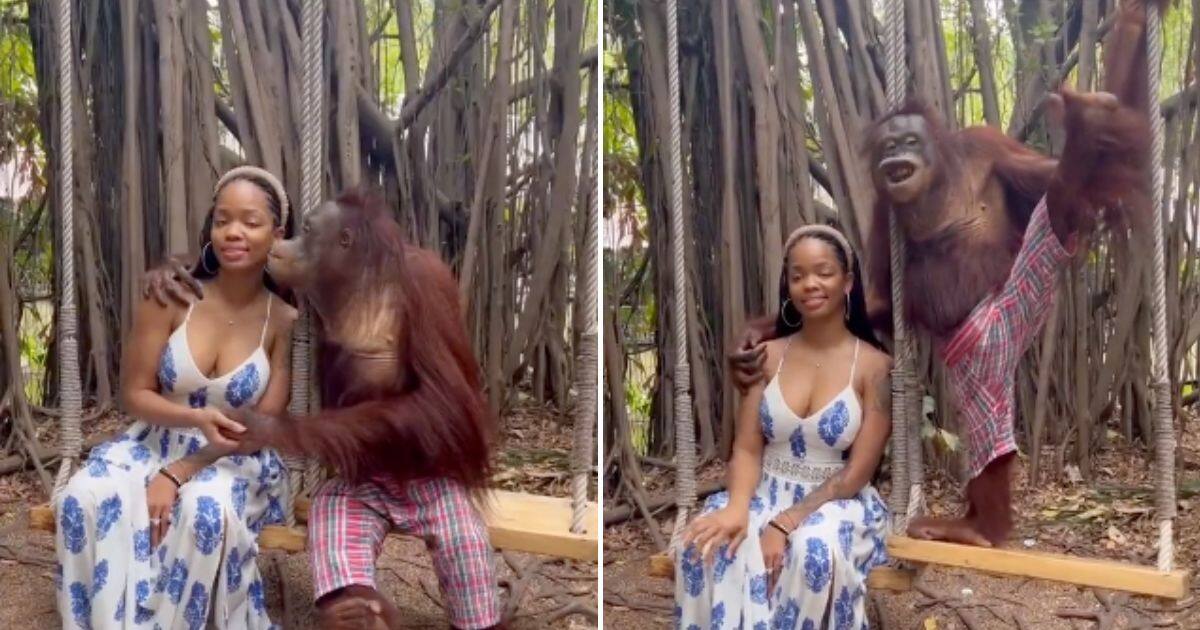 Orangutan seduces woman at Zoo