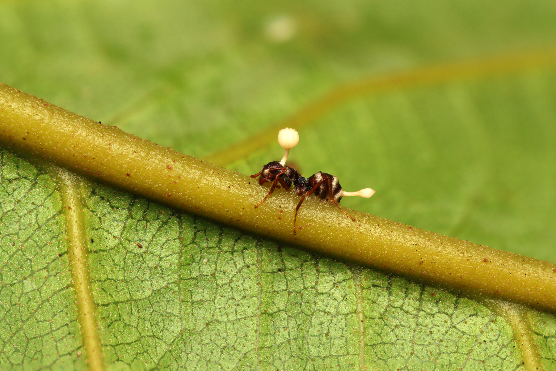 A dead ant on a leaf
