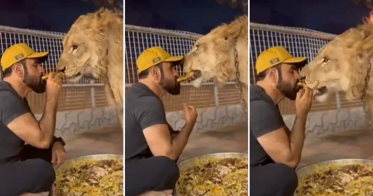 A fearless man fed a chained lion food from his mouth