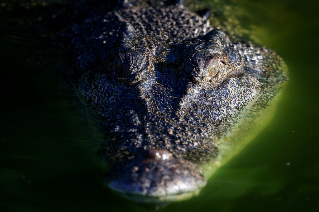 A crocodile swims in a lagoon at Crocodylus Park located on the outskirts of the Northern Territory city of Darwin