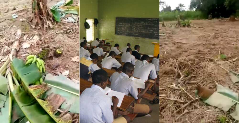 SHS students turn headmaster's plantain plantation into bare land over difficult exam supervision