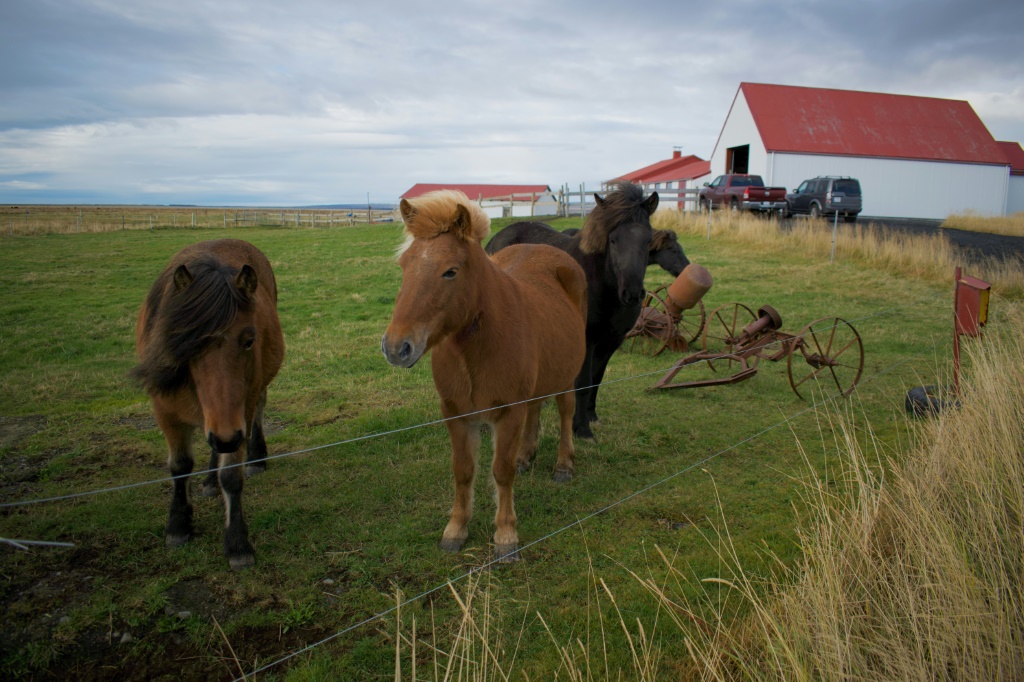Pregnant mares stand in the meadow of a 'blood farm' near Selfoss, Iceland, Animal -- but animal welfare groups are up in arms about the practice