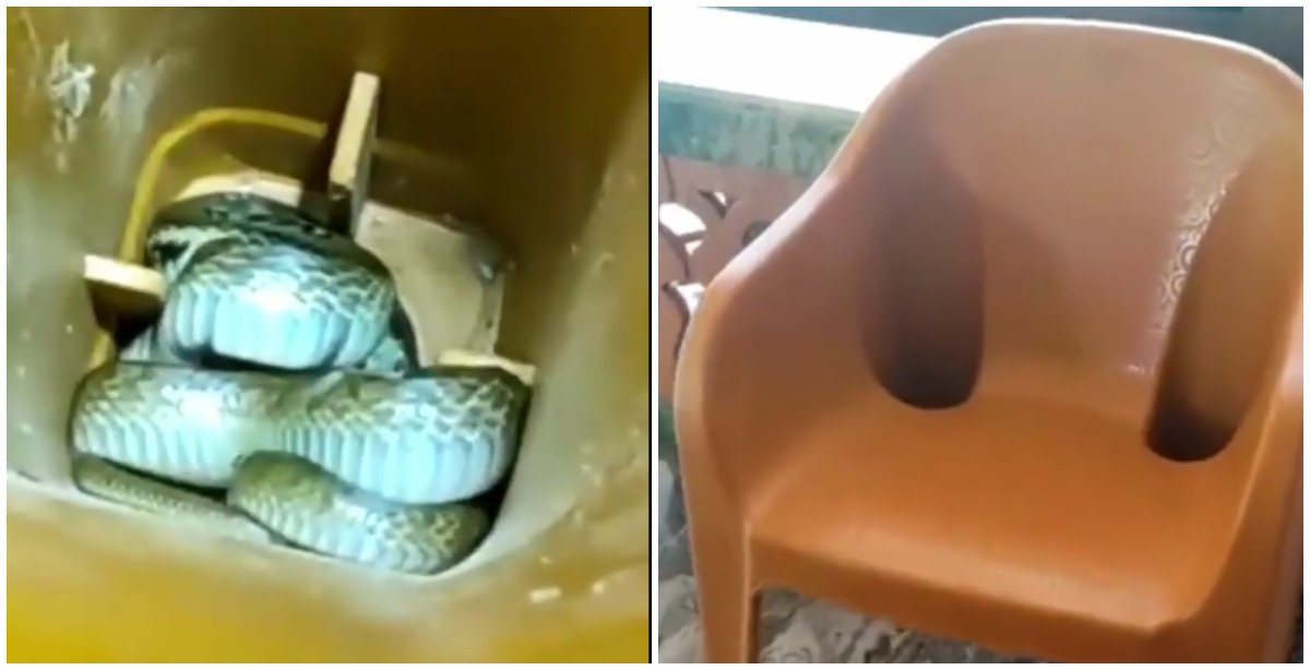 Photos from video of snake hiding in plastic chair