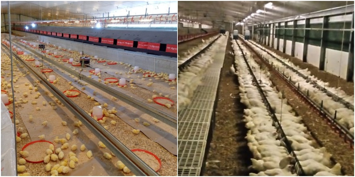 Nigerian Man who is into Poultry Farming Showcases His Hustle, Wows Social Media with His Success