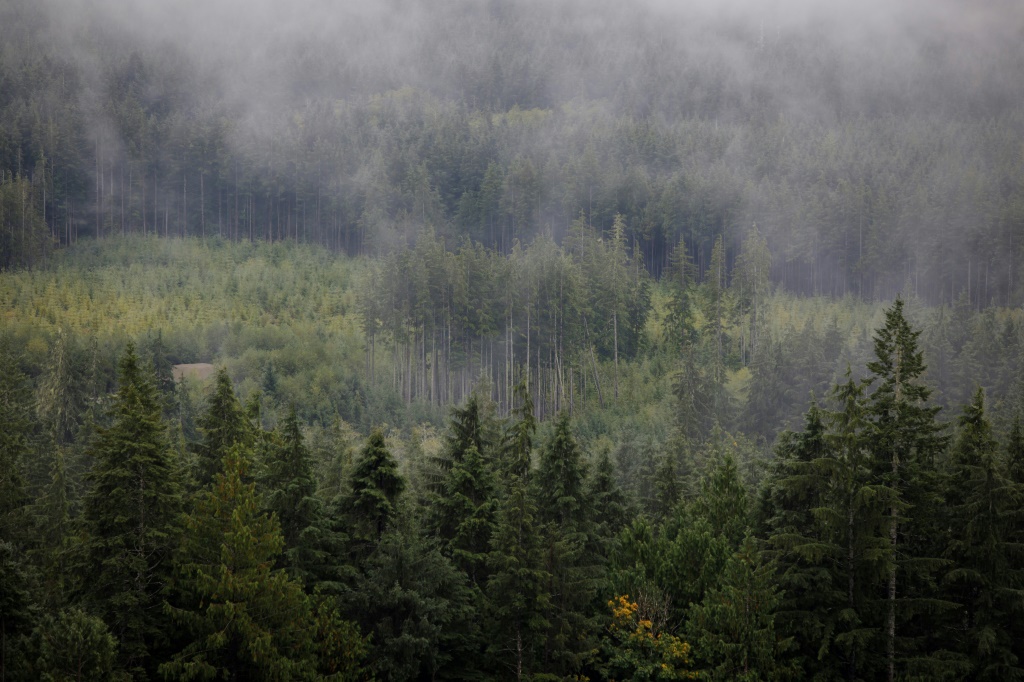 Clusters of trees are seen from a lookout on a logging road on Vancouver Island