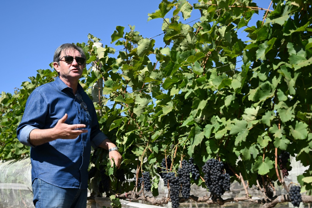 Brazilian winemaker Ronaldo Triacca shows his vineyard in Paranoa, Brazil's emerging wine country just outside Brasilia