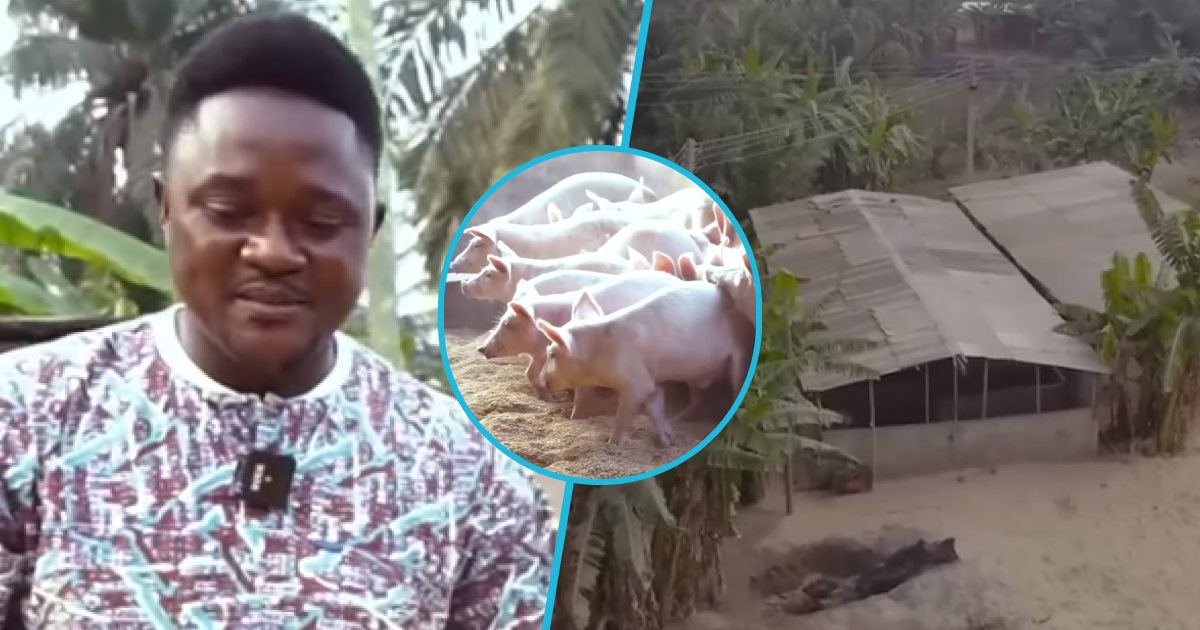 Photo of Elorm and his pig farms.