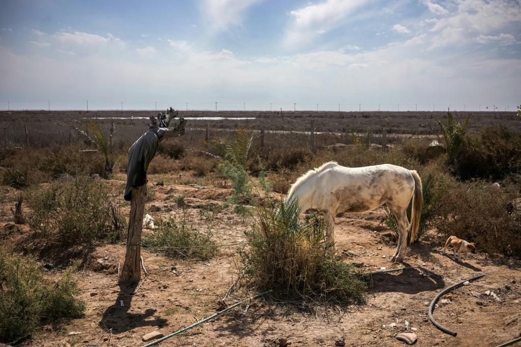 Parched land: a thin horse looks for grass at Ras al-Bisha in southern Iraq