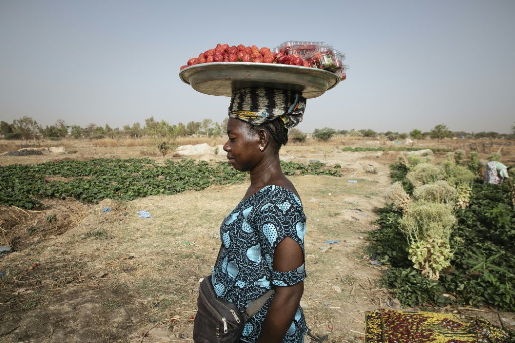 The strawberry fruit season runs from January to April in Burkina Faso