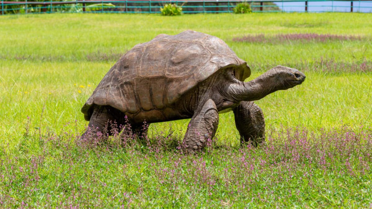 The tortoise is big.